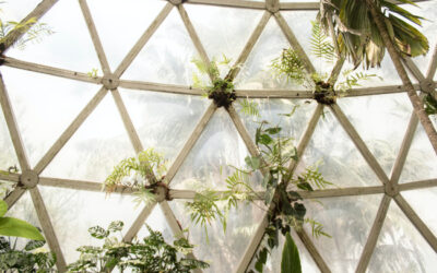 The Benefits You Get From Hiring a Green House Cleaner