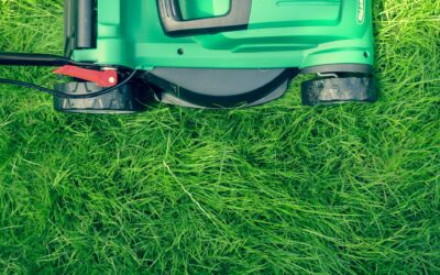 Everything a Professional Lawn Care Company Can Do for Your Yard