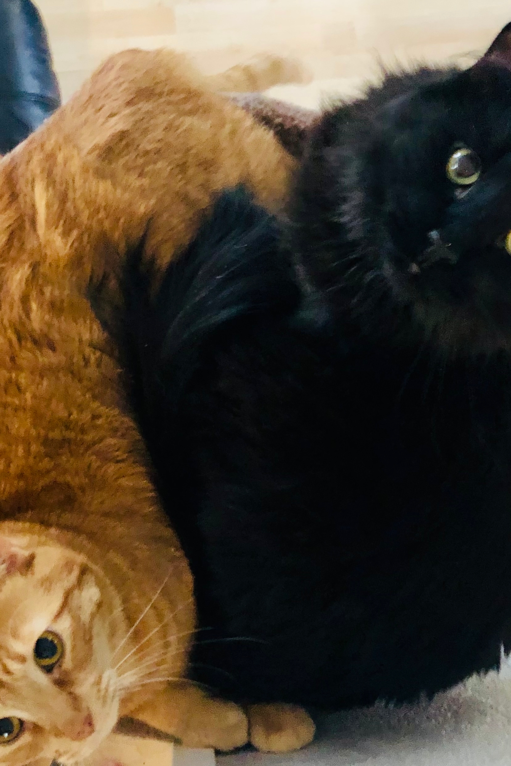 Archie & Midnight