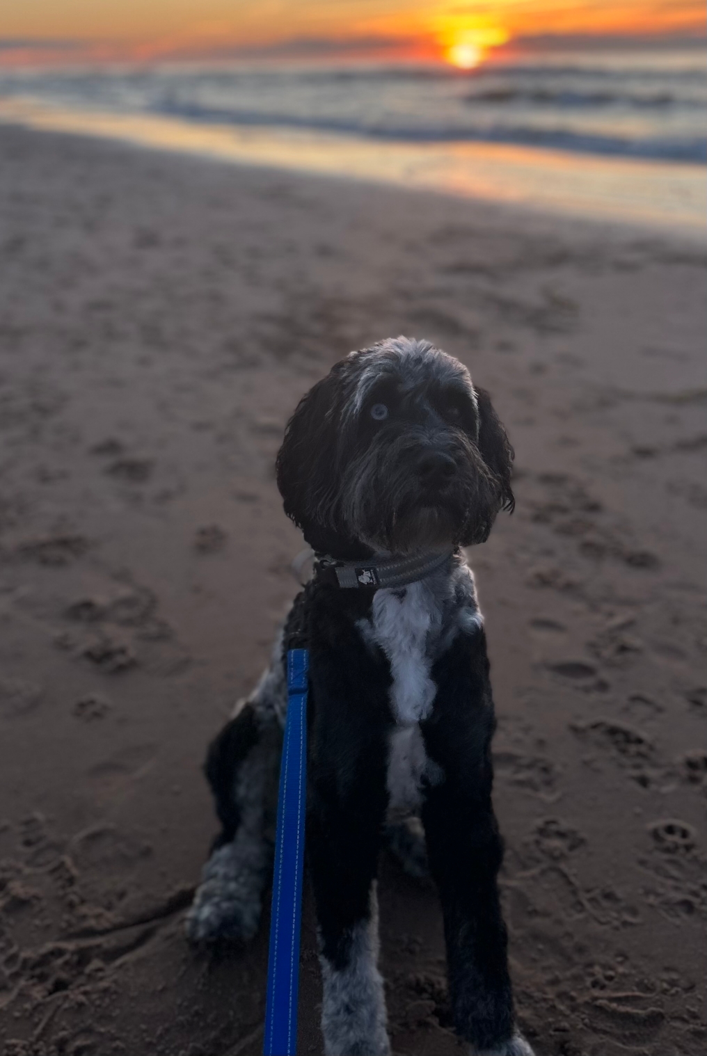 Covy
