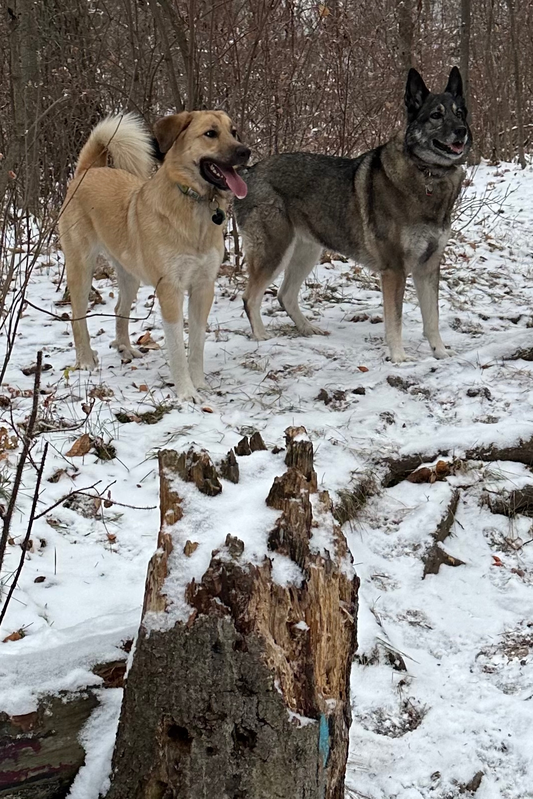 Scooby-Doo & Daisy